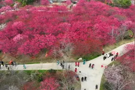 八条赏花线路 带你打卡荆州春日美景图片