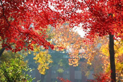 南京中山植物园红枫美到窒息