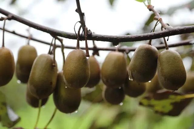 秋游六安看彩林 冬来滑雪泡温泉