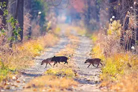 深读 | 破解“人猪矛盾” 南京正在“探路”图片