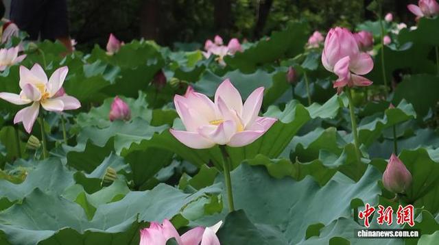 浙江杭州：西溪湿地荷花盛开引客来