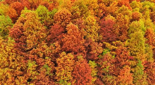 冬日限定，色彩斑斓的普者黑红杉林