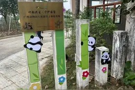 星一、雅一马上有新同事啦，广州动物园今年有望迎来新的大熊猫图片