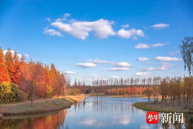 黄海森林：红杉入画来，赏景正当时