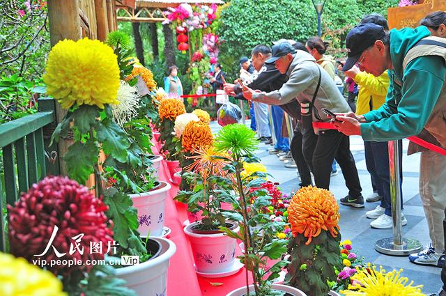 上海：宜川公园菊花展开放