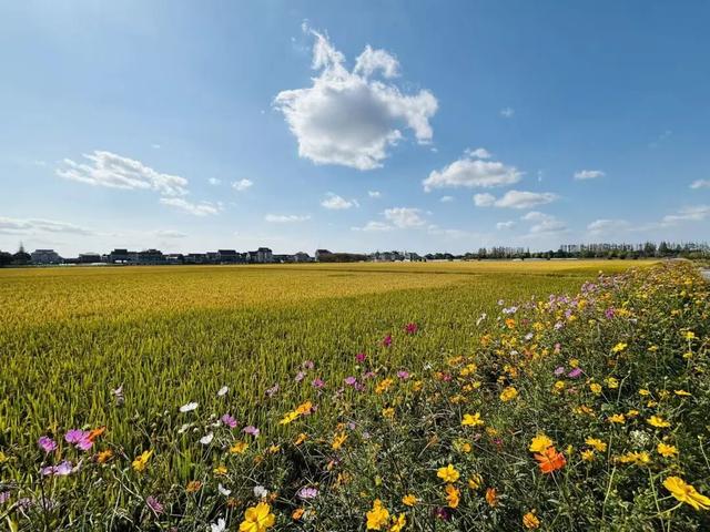 一键收藏！向化镇邀您打卡限定版秋色
