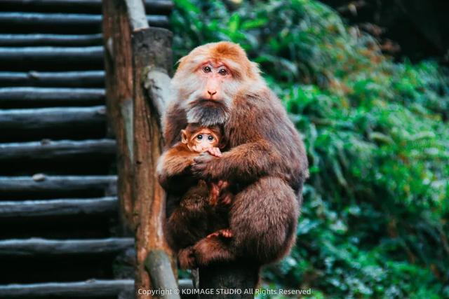 银色世界，雪中禅意：峨眉山的冬天美成了佛国仙境