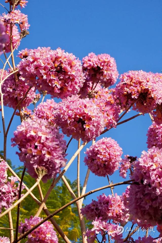 超出片！仙游这个公园，梦幻紫花风铃木盛放！
