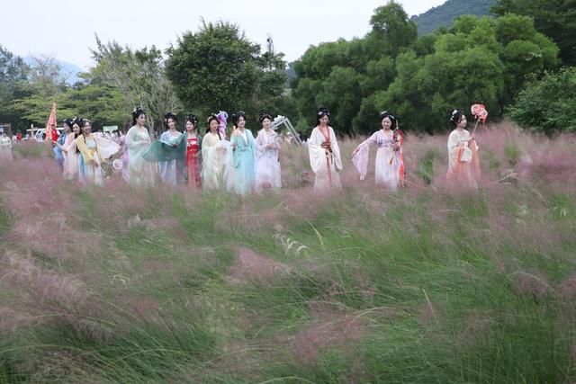 秋日浪漫！大鹏南澳粉黛花海等你来打卡