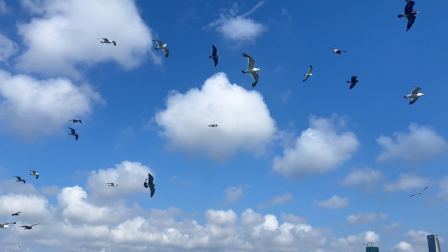 请您喝奶茶！乘船赏海景、打卡超炫灯光秀......来青岛感受金秋暖意吧~