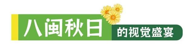 这场秋菊盛会，描绘着福建的千年风雅