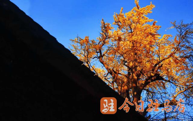 确山北泉寺：“梦回大唐”的银杏树 进入今年“颜值巅峰期”