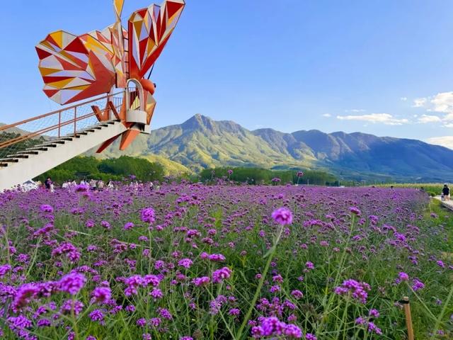 漳州也有“普罗旺斯”花海了！