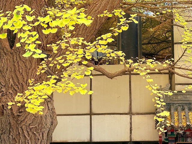 一窗京秋入画来！首都宾馆的银杏美景太好拍了