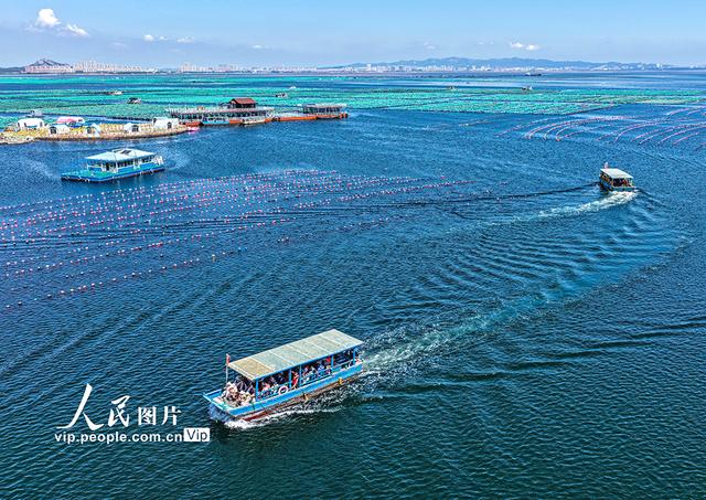 山东荣成：海洋牧场也能玩