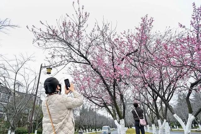 扬州樱花大道早樱初绽