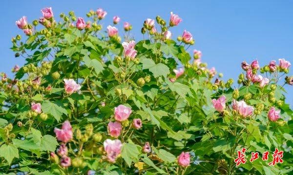 花色一日三变，武汉73座公园可赏木芙蓉