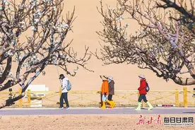 【图片新闻】敦煌市鸣沙山下杏花绽放 吸引游客前来欣赏图片