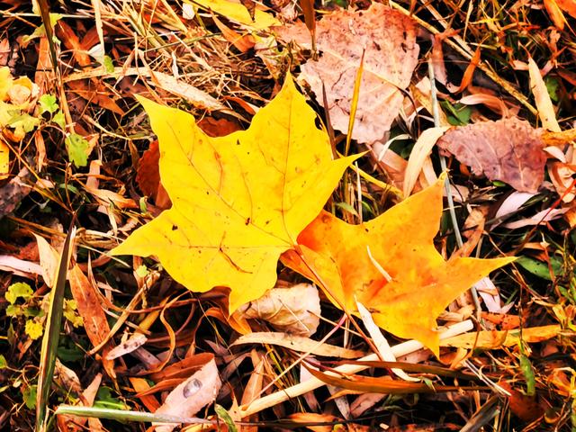 太美了！北京紫竹院如油画般梦幻