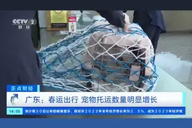 春运出行，宠物托运数量增长！携宠物长途出行需谨慎，这些要注意→图片