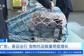 春运出行，宠物托运数量增长！携宠物长途出行需谨慎，这些要注意→图片