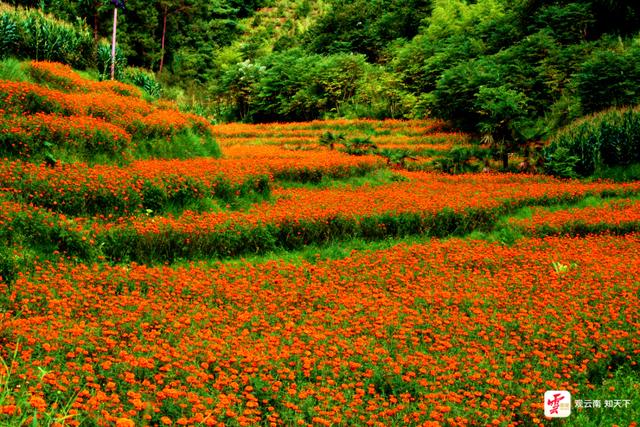 来云南旅居吧丨立秋的风，吹开金黄色信笺