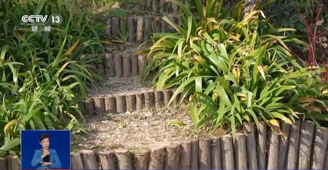 落叶如何变废为宝？各地巧妙“加工”留住秋日浪漫