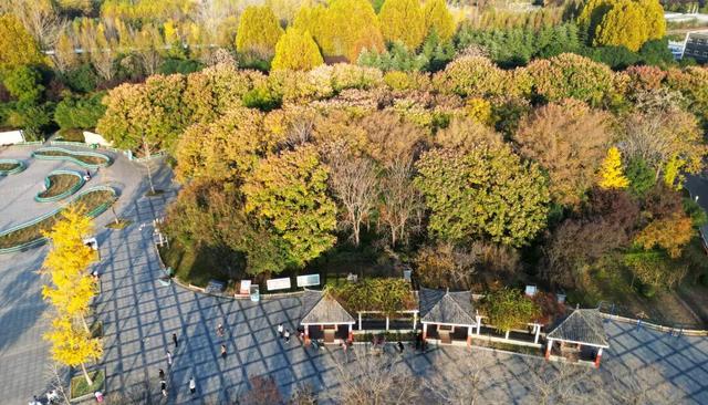 快看，永城限定美景正当时