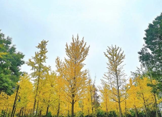 半城金黄！石家庄公园银杏已达颜值巅峰