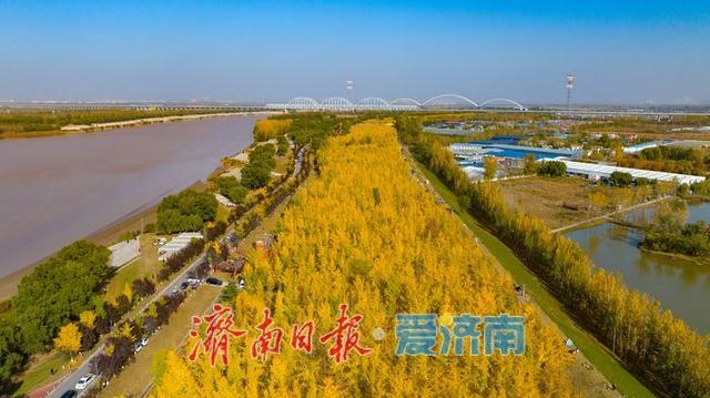 一年四季 泉在济南丨一叶知秋末，一林引客来！济南黄河银杏林观赏进入倒计时
