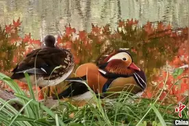 冬候鸟鸳鸯于杭州西湖过冬 成双成对绘就浪漫画卷图片
