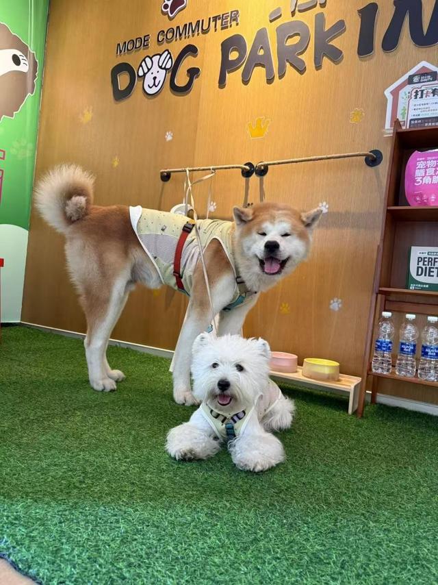 追求速度亦不忘慢生活 张家口将打造全国最大户外亲子娱雪乐园