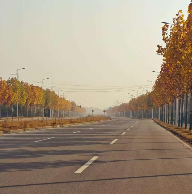 美翻了！新港海口湖大道秋日限定金黄长廊，层林尽染藏满生态诗意