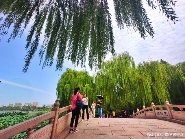 明湖垂柳曼妙多姿，游人如织景致如画