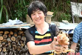 （身边的变化）浙南有只“留守鸡”：10年留下300万元 守护山村“夕阳红”图片
