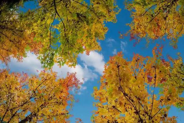 昆明迎来最美赏枫季 打卡攻略奉上