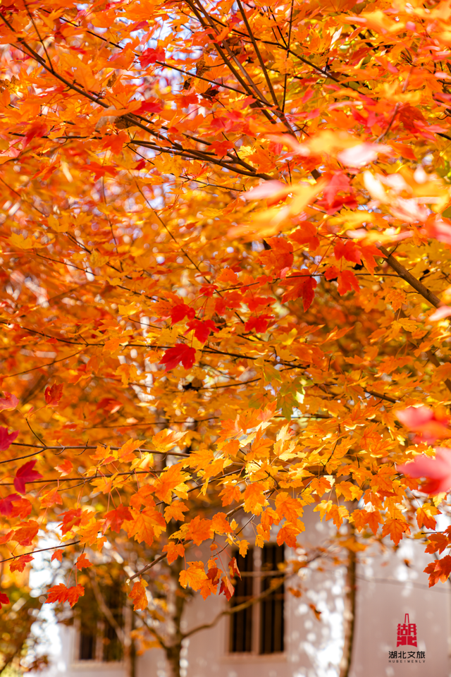 红红红红！红“枫”了！