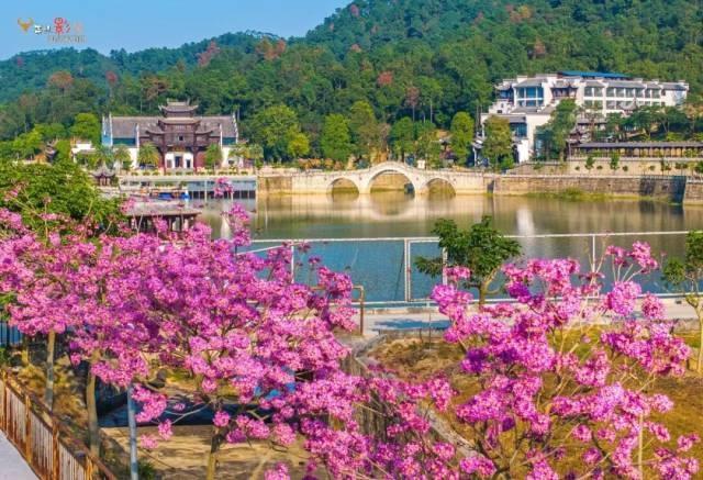 就现在，靓爆镜！免费赏！江门超浪漫粉色花海上新