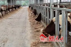 张家川县：“畜”势勃发 打造畜牧业全产业链发展新格局图片