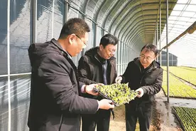 大棚露地“接力跑” “白菜+”增收茬连茬图片