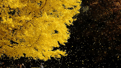 “银杏伞”火出圈！网友：不建议推广，因为我没有