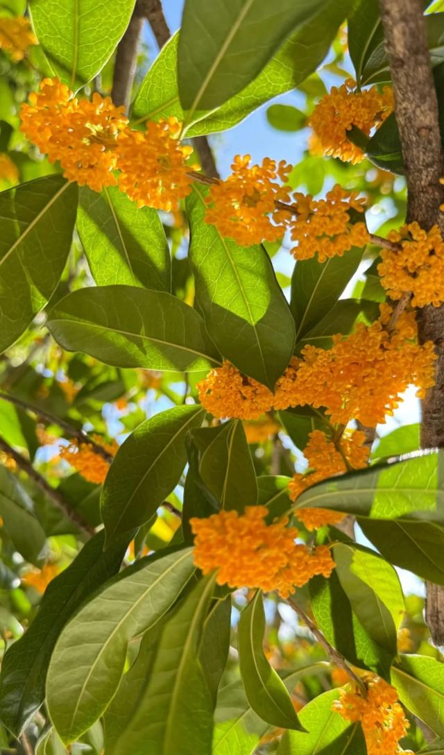 地铁直达！南昌这些赏桂好去处，别错过