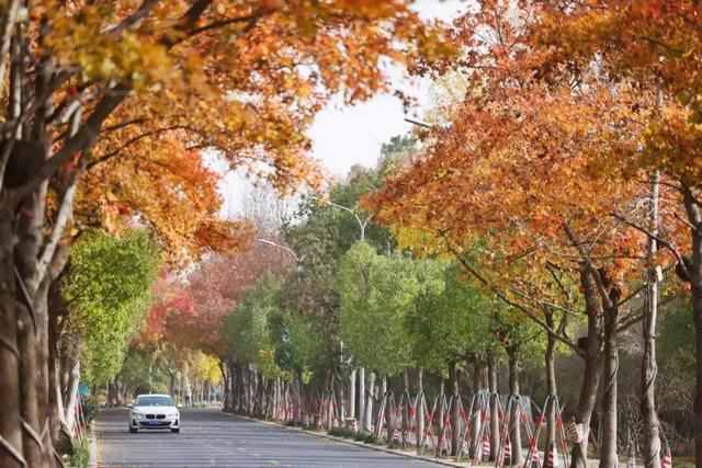 想你的“枫”，红了！终于红了！