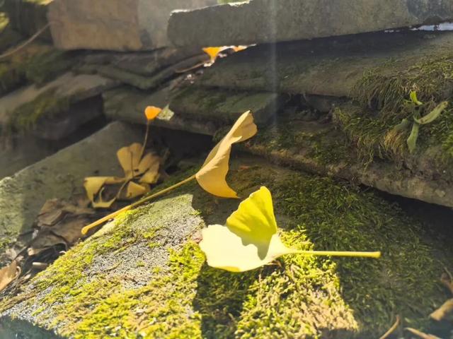 不赶行程的自由！屏南2天1夜，与草场、火凤凰、红柿子浪漫相遇