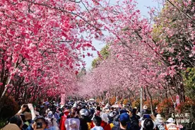 美好生活在云南｜昆明呈贡区2024洛龙公园首届樱花节浪漫启幕图片