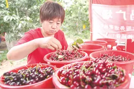 邹平西董街道中王村：夏日好“丰”景 农民忙劳作图片