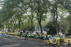 亳州街头出现大量蚜虫 园林工人为行道树喷药“治疗”图片