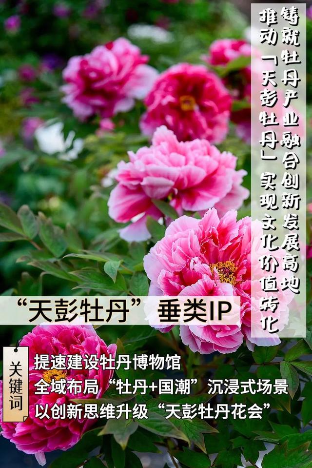 “彭派生活”，Best（巴适）