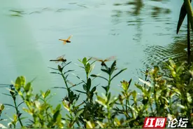 荷塘轻舞，蜻蜓掠影，绘就夏日风情画图片