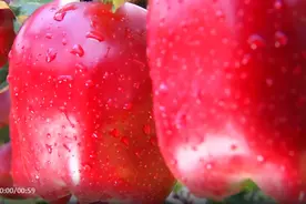 【甘快看】甘肃花牛镇，红苹果变成“金果果”图片